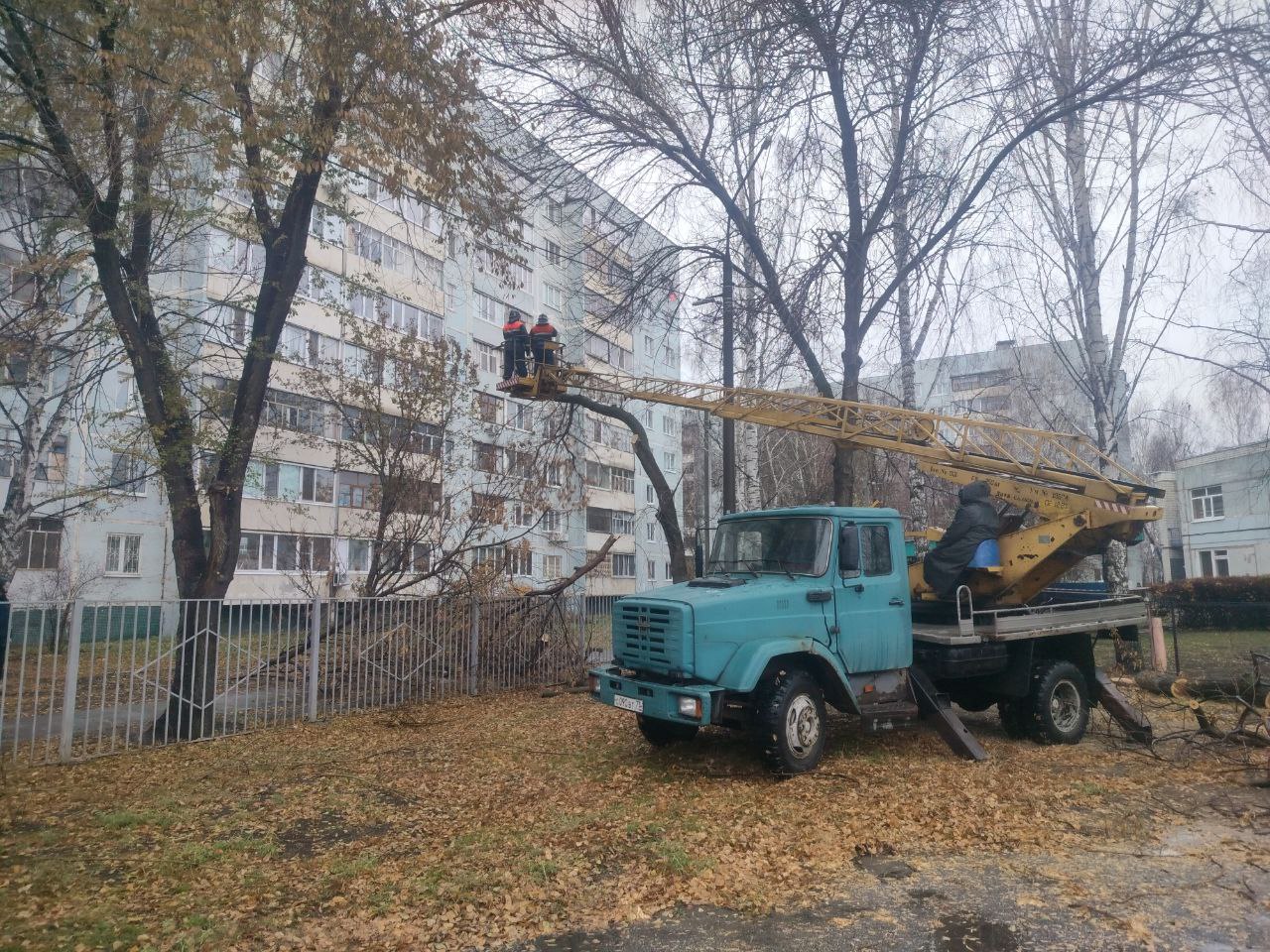 Более тысячи деревьев были спилены и обрезаны в Ульяновске, начиная с 16 октября.