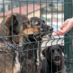 Суд в Ульяновской области признал незаконным размещение приютов для животных