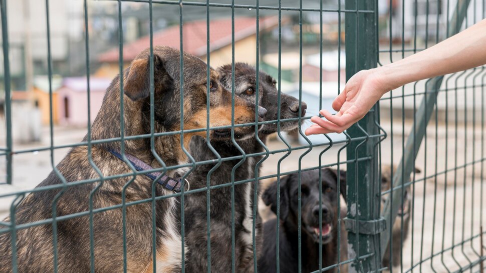Суд в Ульяновской области признал незаконным размещение приютов для животных