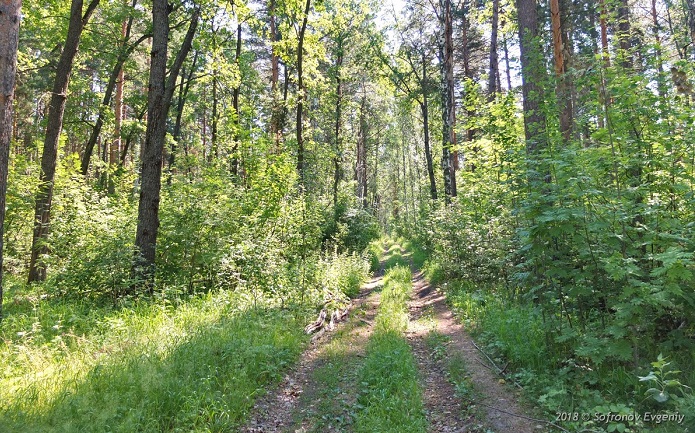 Ульяновское Минприроды нарушило закон при аренде лесных участков