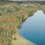 Региональная власть не может очистить пруд Красотка из-за очередного отказа подрядчика