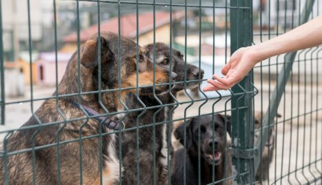 Суд признал незаконным размещение приютов для животных фонда 