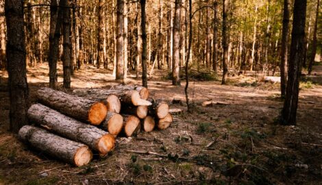 В Николаевском лесничестве незаконно вырубили сырорастущие сосны