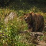 Осторожно: медведь на дороге в Инзенском районе