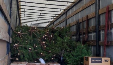 Более 400 новогодних елок из Ульяновска для детей Херсона и Запорожья