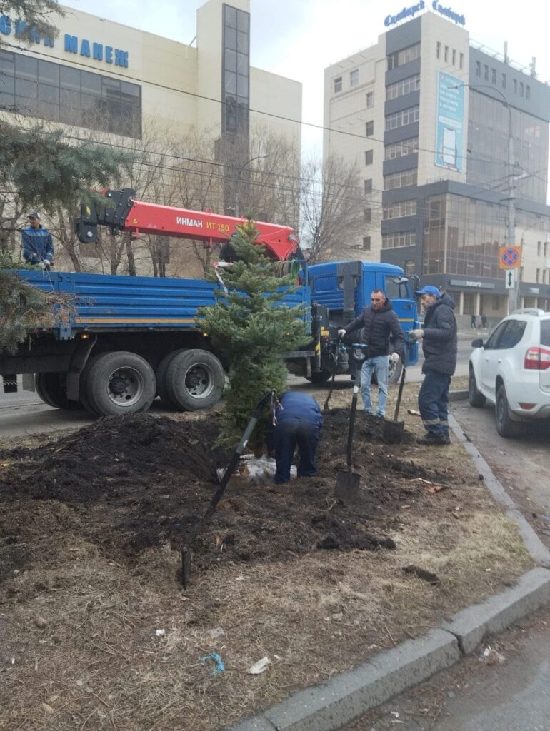 Ульяновск преображается: у Дома техники зазеленели новые ели