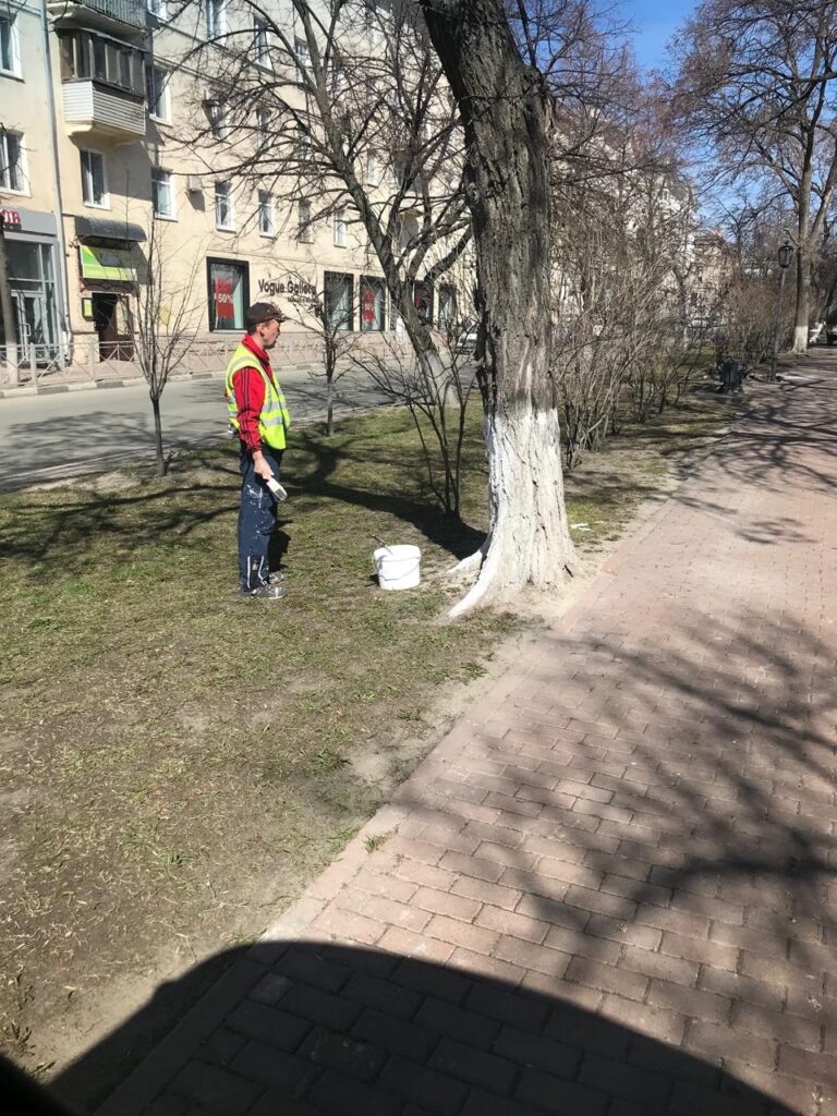 Весеннее обновление Ульяновска: в городе побелят около 1800 деревьев для защиты и красоты