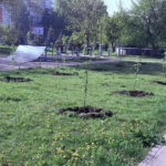 В Ульяновске: сквер «Олимпийский» украсила яблоневая аллея в честь 80-летия Великой Победы