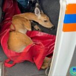 Подвиг сострадания: В Ульяновске спасли косулю с переломом таза, животное под опекой зоопарка