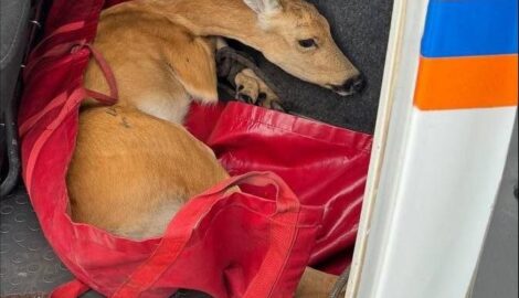 Подвиг сострадания: В Ульяновске спасли косулю с переломом таза, животное под опекой зоопарка
