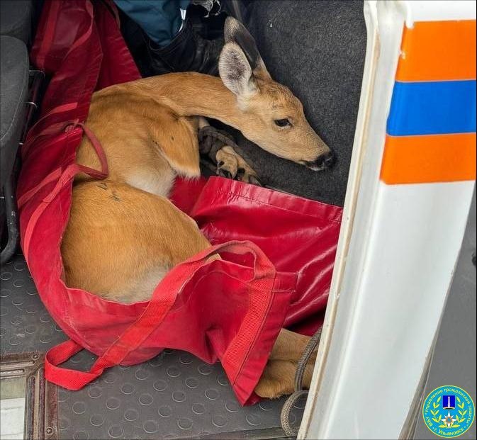 Подвиг сострадания: В Ульяновске спасли косулю с переломом таза, животное под опекой зоопарка