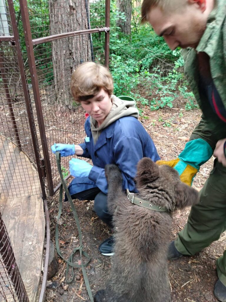 Чудо спасения: Маленький медвежонок Миша обретает новую жизнь в ульяновском зоопарке